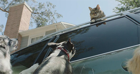 Animal Damage and Auto Insurance : Farmers Insurance