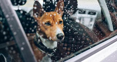 Pet Safety in Disasters : Farmers Insurance