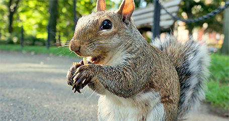 The Dogs Wrecked the Car : Farmers Insurance