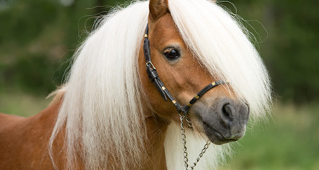 Horses Make the Worst Car Detailers : Farmers Insurance