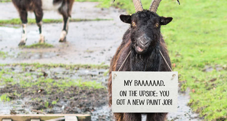 Mountain Goats Versus Auto Insurance : Farmers Insurance