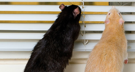 Squeaky Rats Vs. RV Insurance : Farmers Insurance