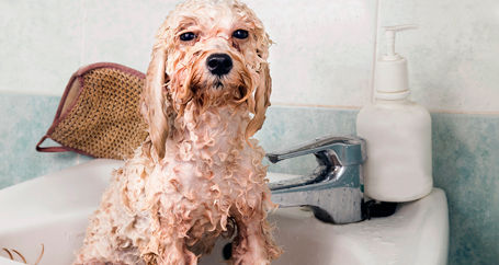 The Reason Some Landlords Don't Allow Pets : Farmers Insurance