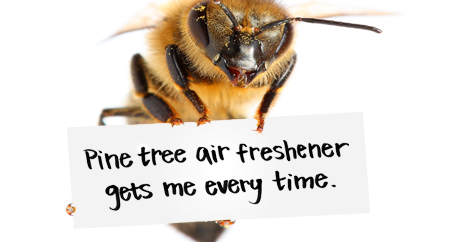 Why Bumble Bees Make Terrible Backseat Drivers : Farmers Insurance