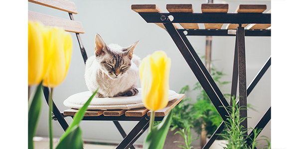 cat sitting on outside furniture