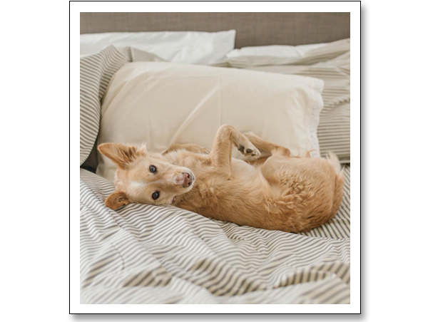 dog laying on bed