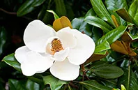 magnolia flower image