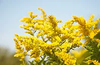 Nebraska flower image