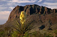 magnolia flower image