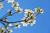 dogwood flower image