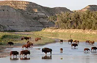 buffalo in national park