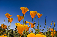 California Poppy flower image