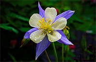 California Poppy flower image