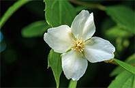 California Poppy flower image