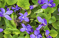 California Poppy flower image