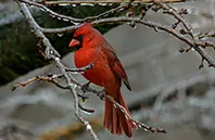 bird image