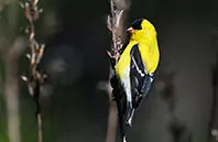 bird image