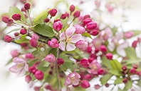 California Poppy flower image