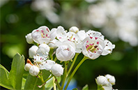 California Poppy flower image