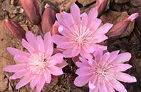 montana state flower image