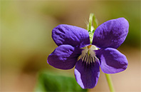 California Poppy flower image