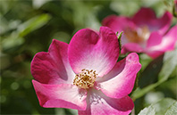 dogwood flower image