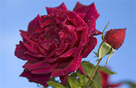 California Poppy flower image