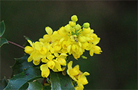 California Poppy flower image