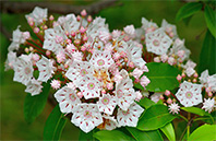 California Poppy flower image