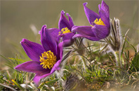 California Poppy flower image