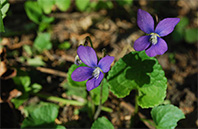 California Poppy flower image