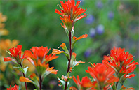 California Poppy flower image
