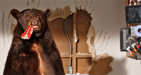 Home Insurance Coverage for Damage Caused by Wild Animals : Farmers Insurance