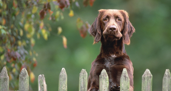 dog stares out from yard