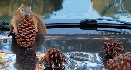 Is Animal Damage Covered By My Auto Insurance : Farmers Insurance