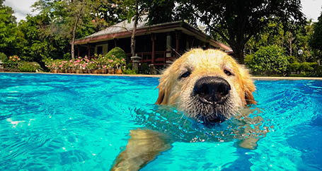 Hidden Costs of Owning a Swimming Pool : Farmers Insurance®